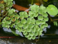 �T���r�j�A�E�N�N���[�^