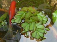 �I�I�T���V���E��