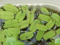 �T���r�j�A�E�I�u�����M�t�H���A