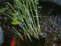 �V�}�t�g�C