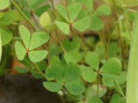 �E�H�[�^�[�N���[�o�[