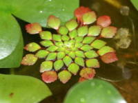 �E�H�[�^�[�_�C��