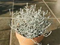 �J���P�t�@���X