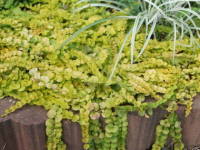 ���V�}�L�A�E�k���������A