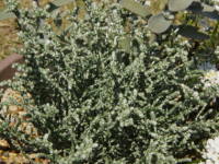 �I���A���A�E�V���o�[�i�C�g