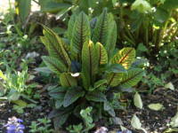 �����b�N�X