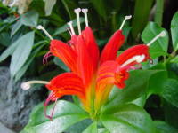 �G�X�L�i���T�X