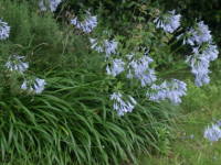 �A�K�p���T�X