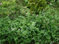 �A�J�c���N�T