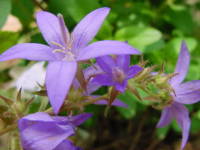 �A���y���u���[