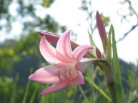 �A�}�N���i��