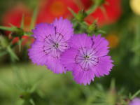 �A���[���i�f�V�R