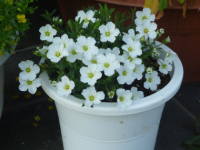 �A���i���A�E�����^�i