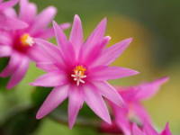 �C�[�X�^�[�J�N�^�X