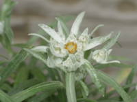 �G�[�f�����C�X