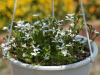 �G�N�{�\�E