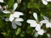 �G�N�{�\�E