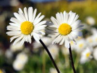 �C���O���b�V���f�[�W�[