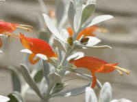 �G�����t�B���E�O���u��