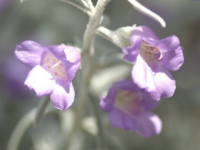 �G�����t�B���E�j�x�A