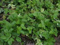 ���C���h�X�g���x���[