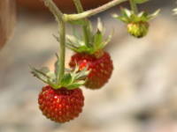 ���C���h�X�g���x���[