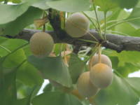 �C�`���E�i��ǁj