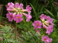 �C���J�[�r���A