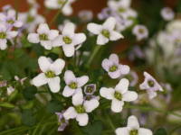 �C�I�m�v�V�f�B�E��