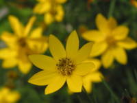 �C�g�o�n���V���M�N