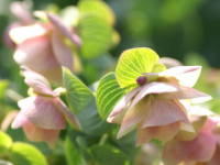 �I���K�m�E�P���g�r���[�e�B�[