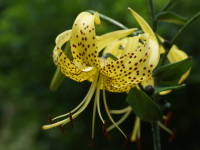 �I�E�S���I�j����