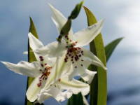 �I�h���g�O���b�T��