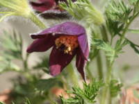 �I�L�i�O�T