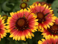 �I�I�e���j���M�N