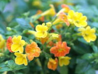 �I�����W�E�}�[�}���[�h