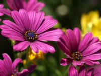 �I�X�e�I�X�y���}��