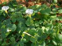 �I�L�U���X