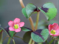 �I�L�U���X�E�f�b�y�C