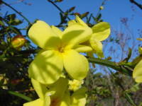 �I�E�o�C���h�L