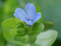 �E�H�[�^�[�o�R�p