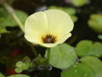 �E�H�[�^�[�|�s�[