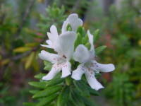 �I�[�X�g�����A���E���[�Y�}���[