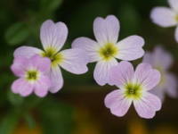 �E�C���^�[�N���[�o�[