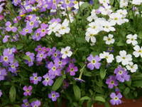 �o�[�W�j�A�X�g�b�N