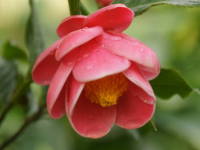 �x�g�i���c�o�L