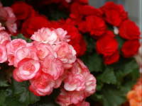 �G���`�I�[���E�x�S�j�A