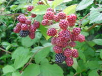 �u���b�N�x���[