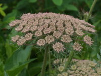 �u���b�N���[�X�t�����[