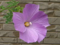 �u���[�n�C�r�X�J�X